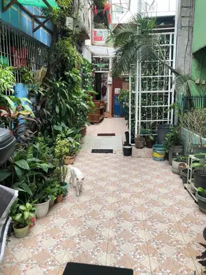 a cat standing in the middle of a room filled with plants at THE MANSION - 20 PAX LUXURY Near AIRPORT in PASAY in Manila