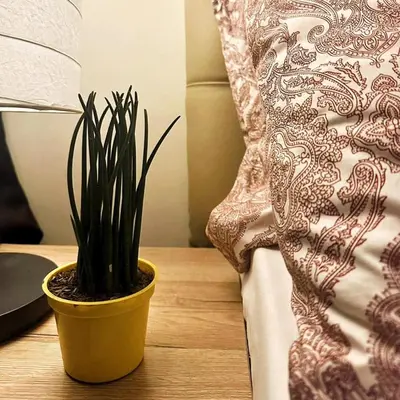 a plant in a pot on a table next to a bed at Acqua Private Residence Livingstone Tower Condo Unit with Free Wifi in Manila
