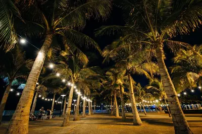 a row of palm trees on the beach at night at Loveness Apartelle in Manila