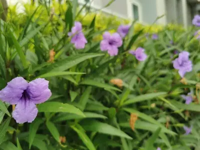 a bunch of purple flowers in the grass at Love@Grace Residences near BGC. in Manila